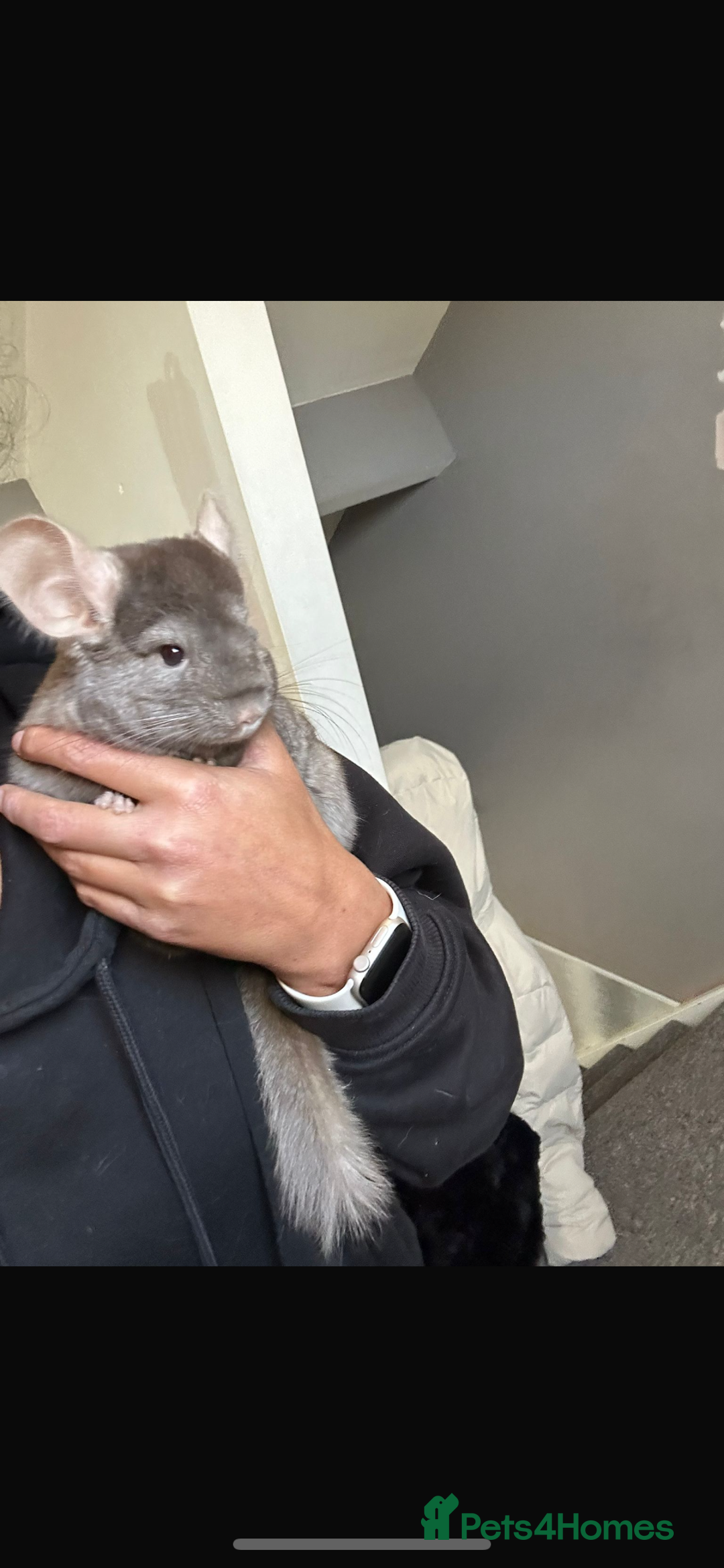 Chinchilla rodents for sale: 2 boys and cage 🩵 - Image 2