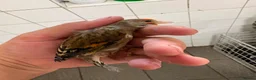 Finches birds for sale: Goldfinch canaries  - Advert 7
