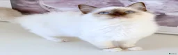 Ragdoll cats for sale: INDOOR GCCF REG CHOCOLATE LILAC RAGDOLL KITTENS - Advert 34