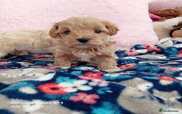 Maltipoo dogs for sale: Petite Maltipoos fully genetic health tested  - Image 11