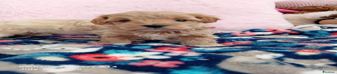 Maltipoo Puppy 2