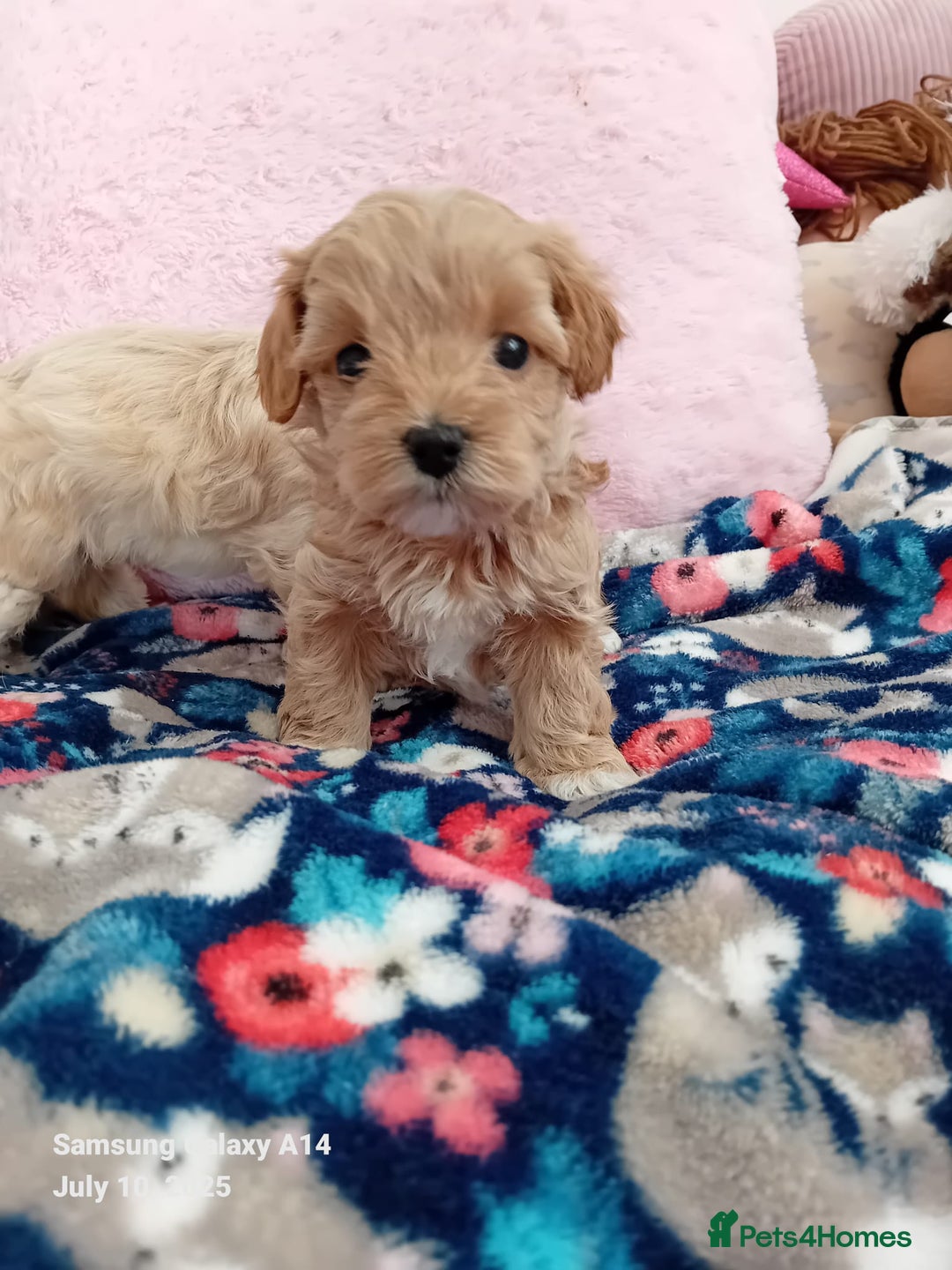 Maltipoo dogs for sale: Petite Maltipoos fully genetic health tested  - Image 11