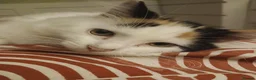 Mixed Breed cats for sale: Female kitten seeking new home  - Advert 11