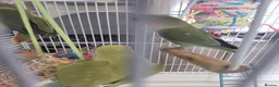 Lovebirds birds for sale: 5 baby lovebirds for sale - Advert 9
