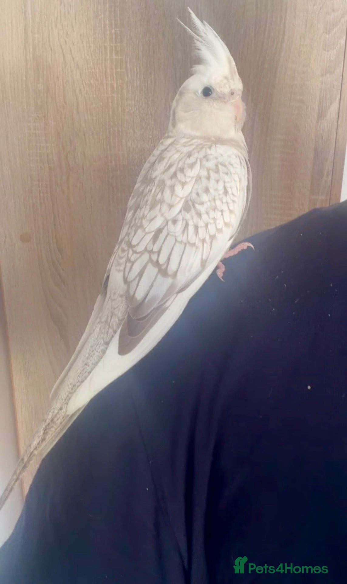 Cockatiels birds Hand Reared White Pied Baby Cockatiel  - Advert 2
