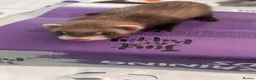 Ferret rodents for sale: Ferret kits for sale - Advert 5