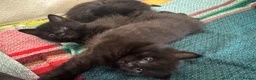 Domestic Shorthair cats for sale: White and black kittens (Currently 1 month) in Croydon - Advert 8