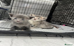 Siamese cats for sale: Beautiful Siamese-Linked Kittens Ready Soon 🐾🤎 - Image 3