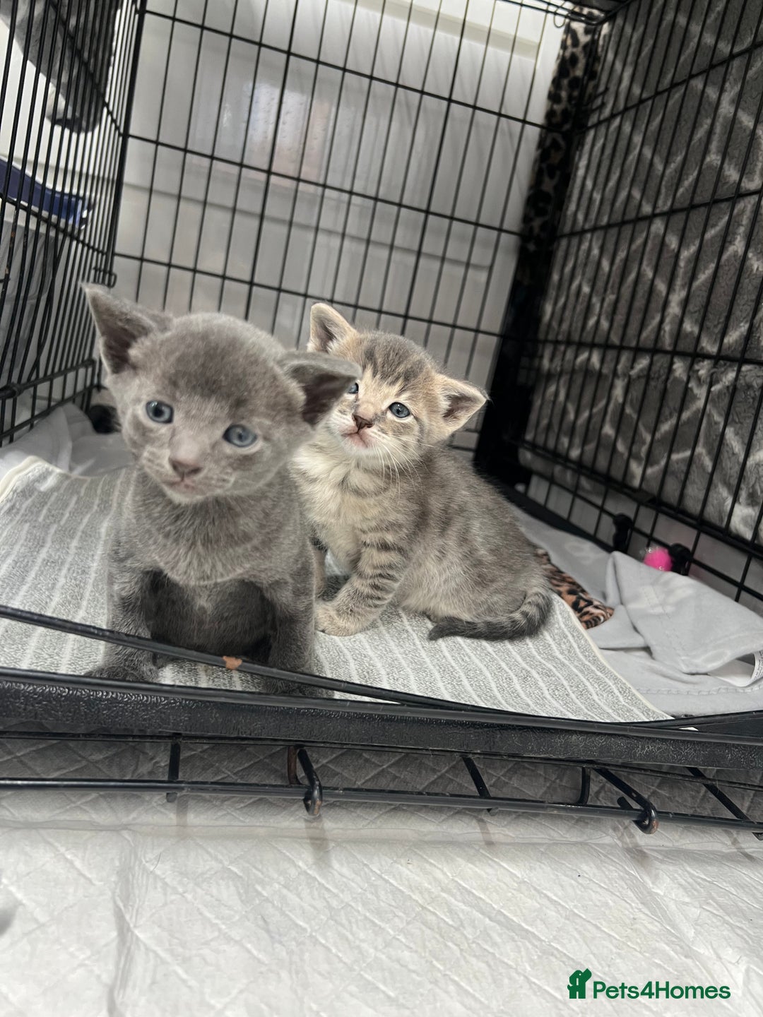 Siamese cats for sale: Beautiful Siamese-Linked Kittens Ready Soon 🐾🤎 - Image 3