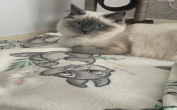 Ragdoll cats for sale: Blue point ragdoll female for sale 🩷 - Image 1