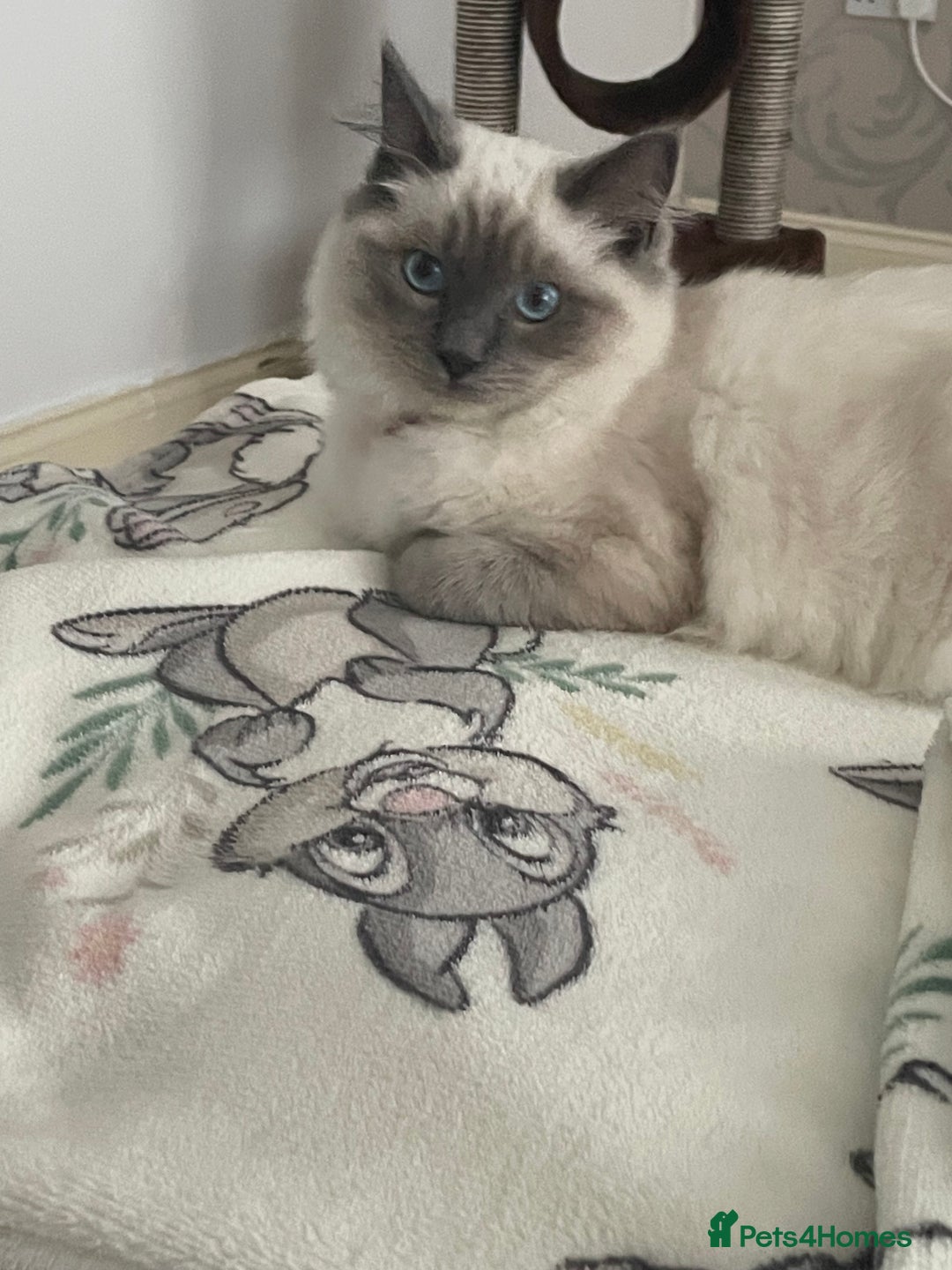 Ragdoll cats for sale: Blue point ragdoll female for sale 🩷 - Image 1