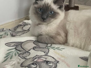 Ragdoll cats - Advert 14