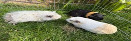 Guinea Pig rodents for sale: 3 boy guinea pigs  in Sheringham - Advert 2