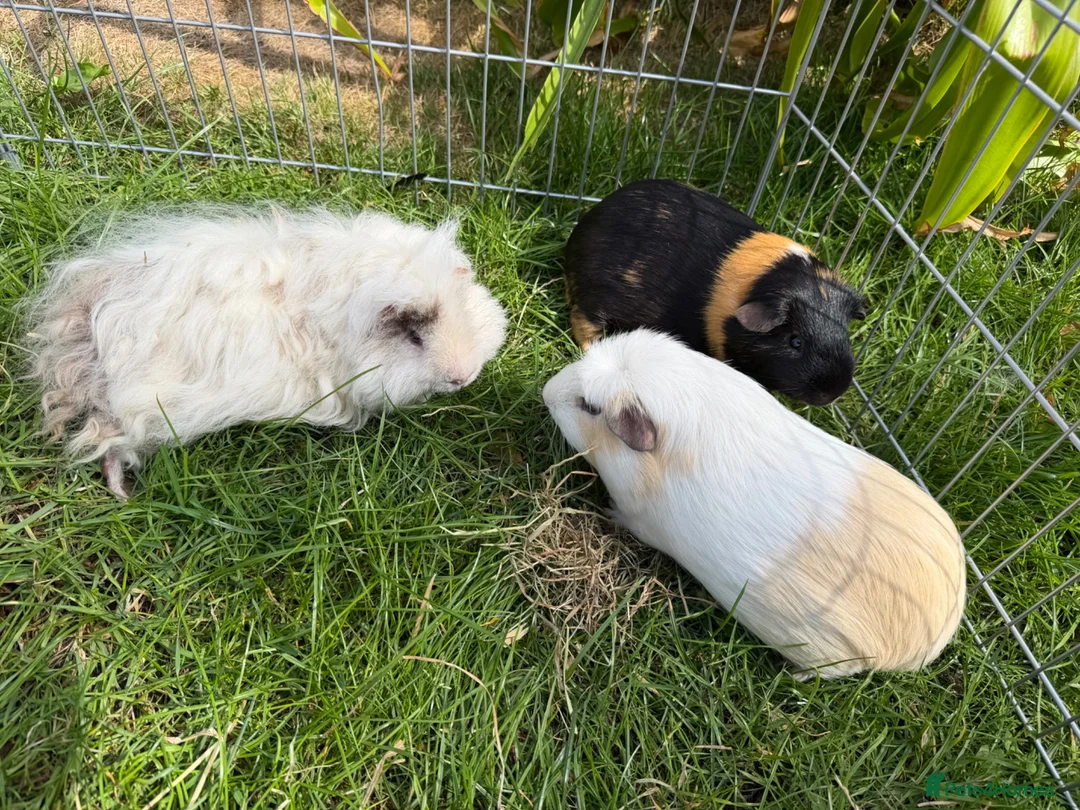 Guinea Pig rodents for sale: 3 boy guinea pigs  in Sheringham - Advert 2