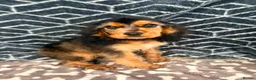 Cocker Spaniel dogs for sale: Show type cocker spaniel  - Advert 5