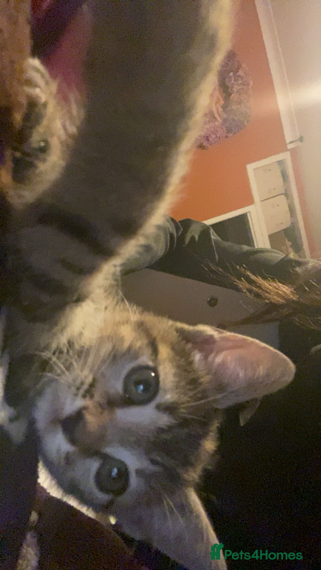 Bengal cats for sale: Beautiful baby bengal girl  - Advert 12