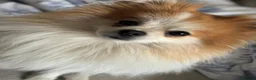 Pomeranian dogs for stud: STUD ONLY Lover boy Romeo  - Advert 8