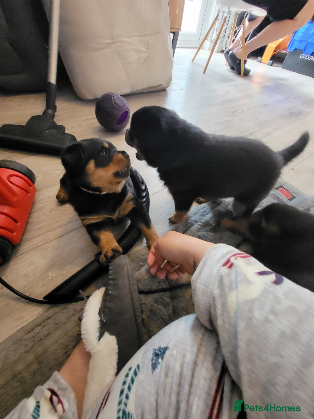 Rottweiler dogs for sale: 1 male 1 female rottweiler  - Image 1
