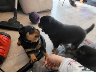 Rottweiler dogs - Advert 1