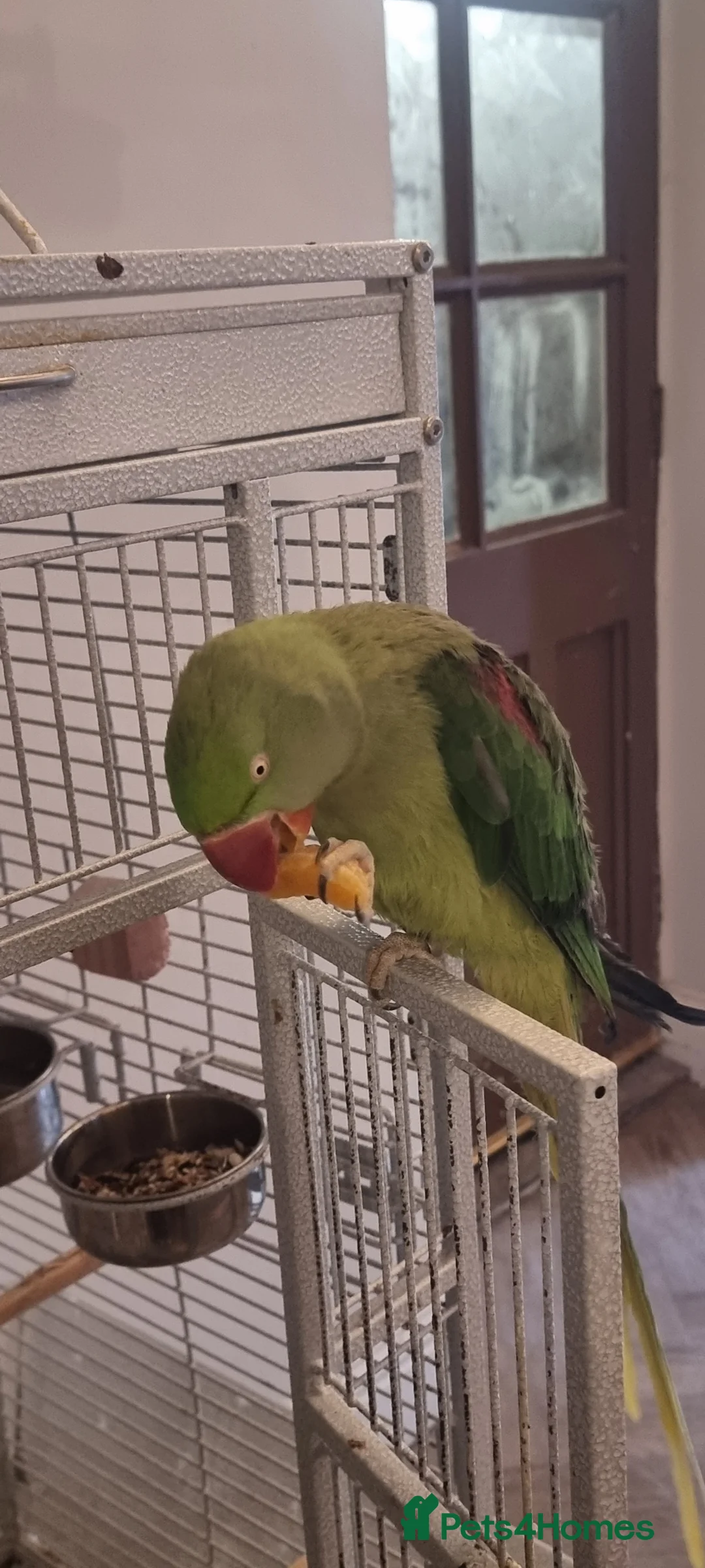 Parrots birds for sale: Alexandrien parrot. For sale £200 - Advert 4