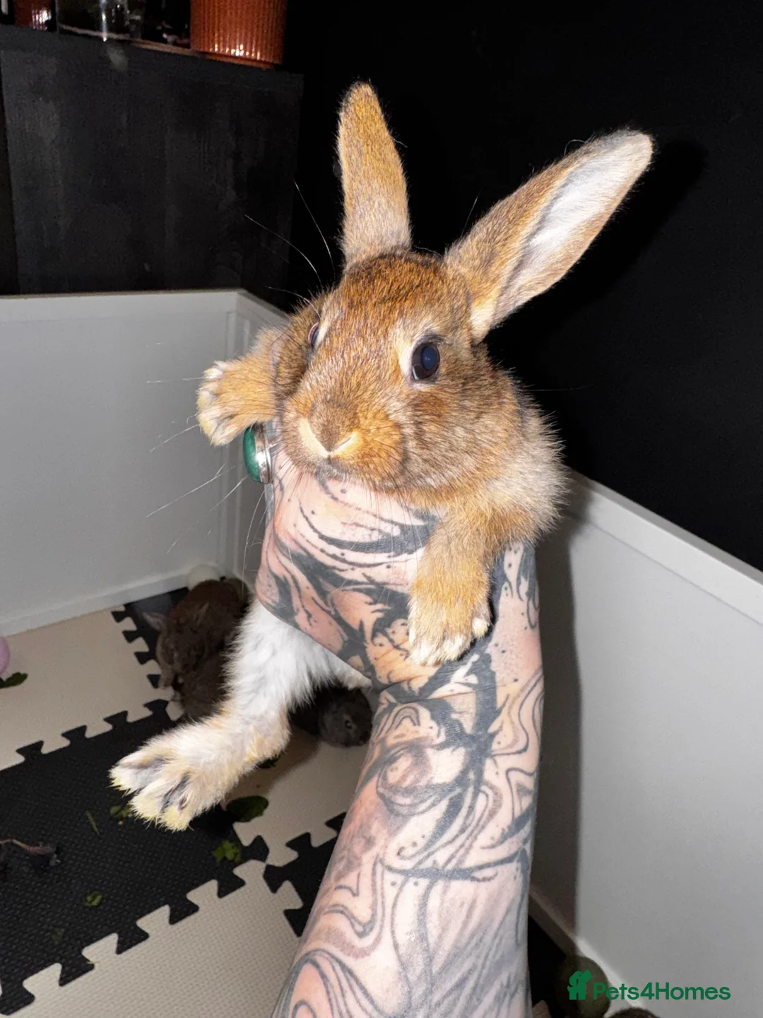 Belgian Hares rabbits for sale: Mixed Belgian hares - Advert 2