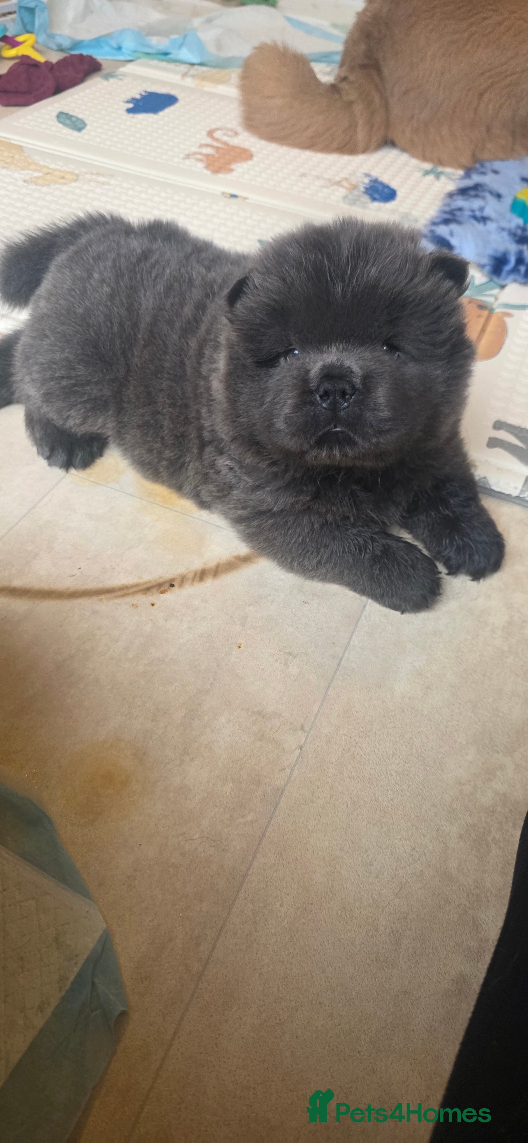 Chow Chow dogs Blue Smooth and Rough KC boys - Advert 18