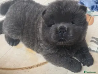 Chow Chow dogs Blue Smooth and Rough KC boys - Advert 18