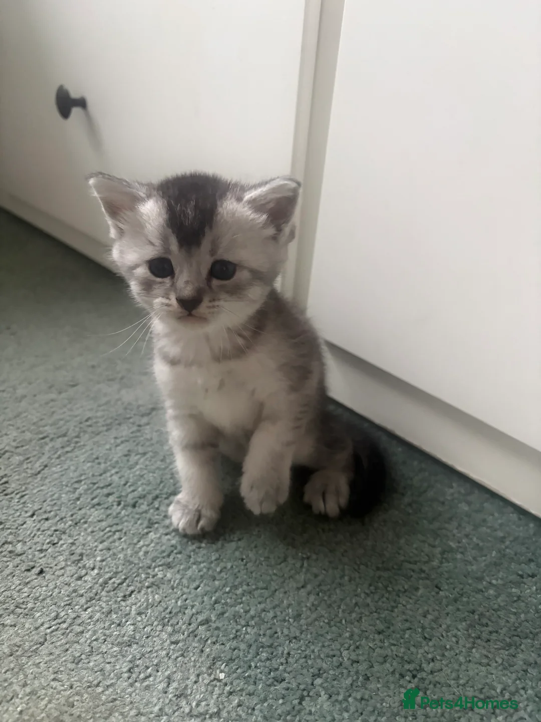 Mixed Breed cats for sale: 4 adorable grey and white kittens  - Advert 13