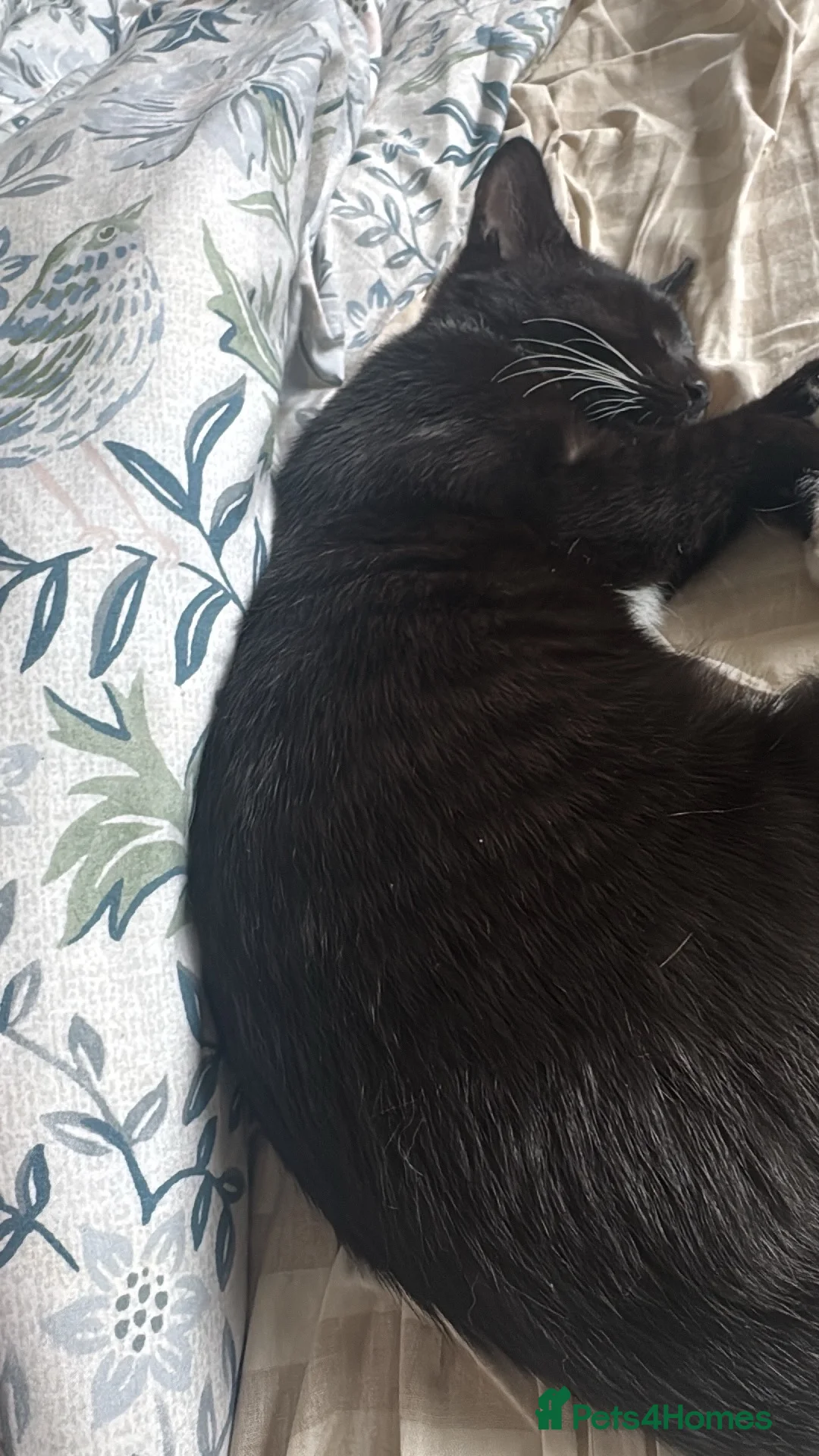 British Shorthair cats for sale: 2 Black and White Kittens - Advert 2