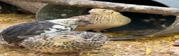Quail poultry for sale: Quail Hatching eggs 🥚  - Advert 5