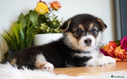 Welsh Corgi Pembroke dogs for sale: Welsh Corgi (Pembroke) - Image 16
