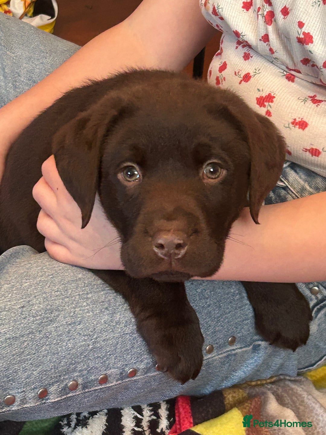 Labrador Retriever dogs for sale: Chunky chocolate Labrador puppies  - Advert 2
