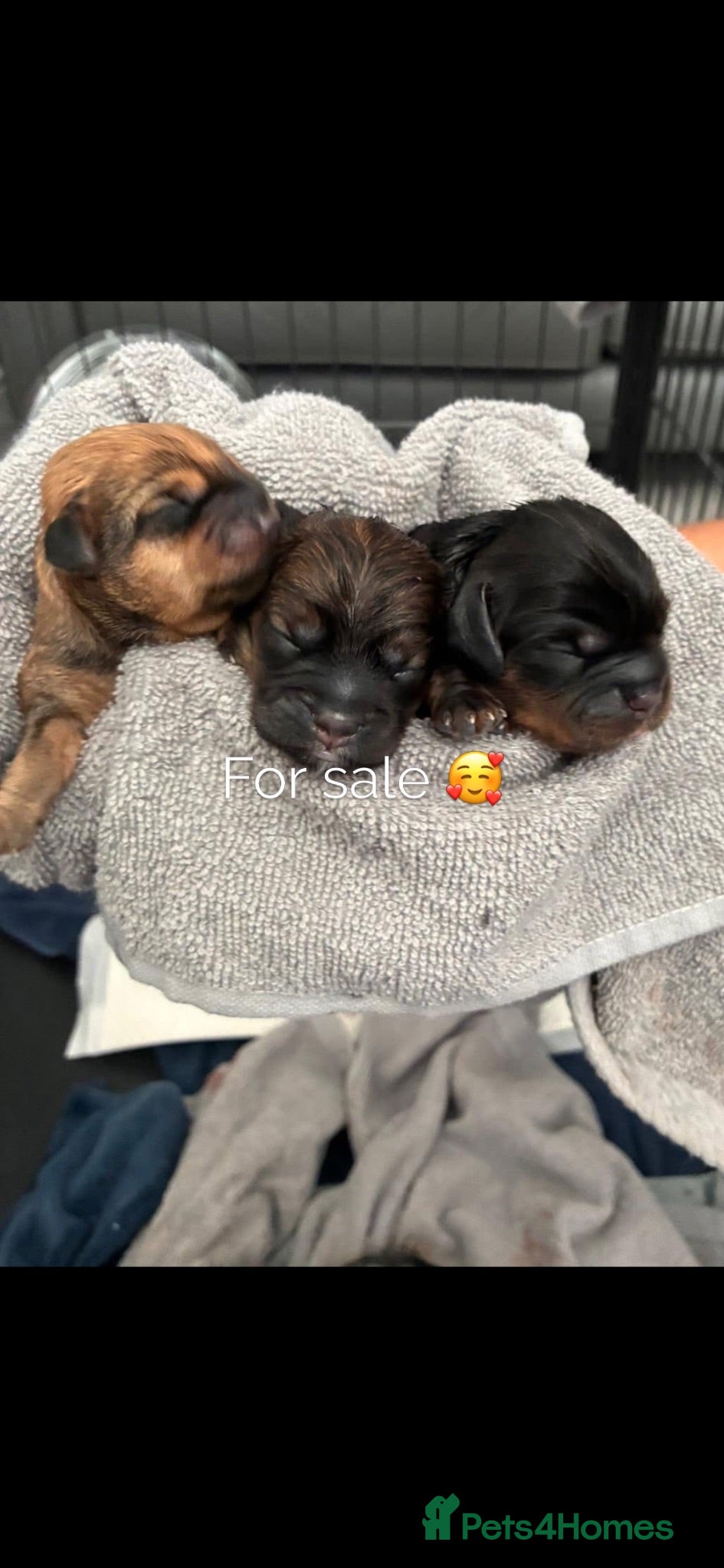 Mixed Breed dogs Schweenie puppies for sale - Advert 1