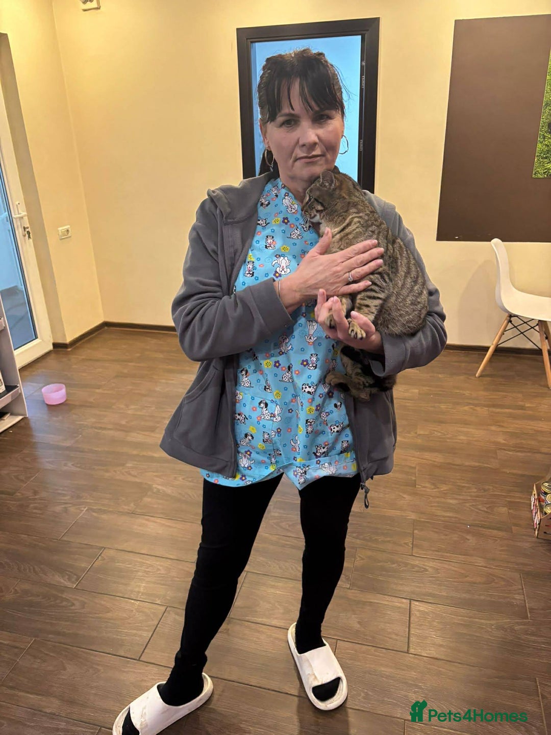 Mixed Breed cats for adoption: Tiger for adoption - Advert 6