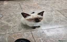 British Shorthair cats for sale: Mother and 2 kitten  for sale  - Image 3