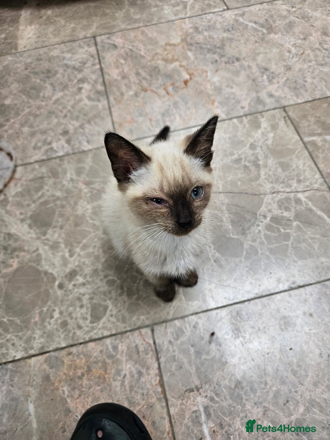 British Shorthair cats for sale: Mother and 2 kitten  for sale  - Image 3