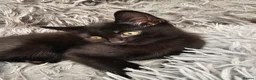 Mixed Breed cats for sale: 2 beautiful dark chocolate colloured boys  - Advert 2