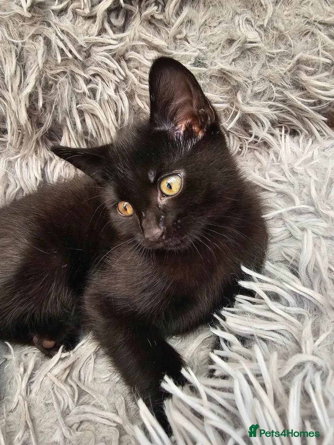 Mixed Breed cats for sale: 2 beautiful dark chocolate colloured boys  - Advert 2
