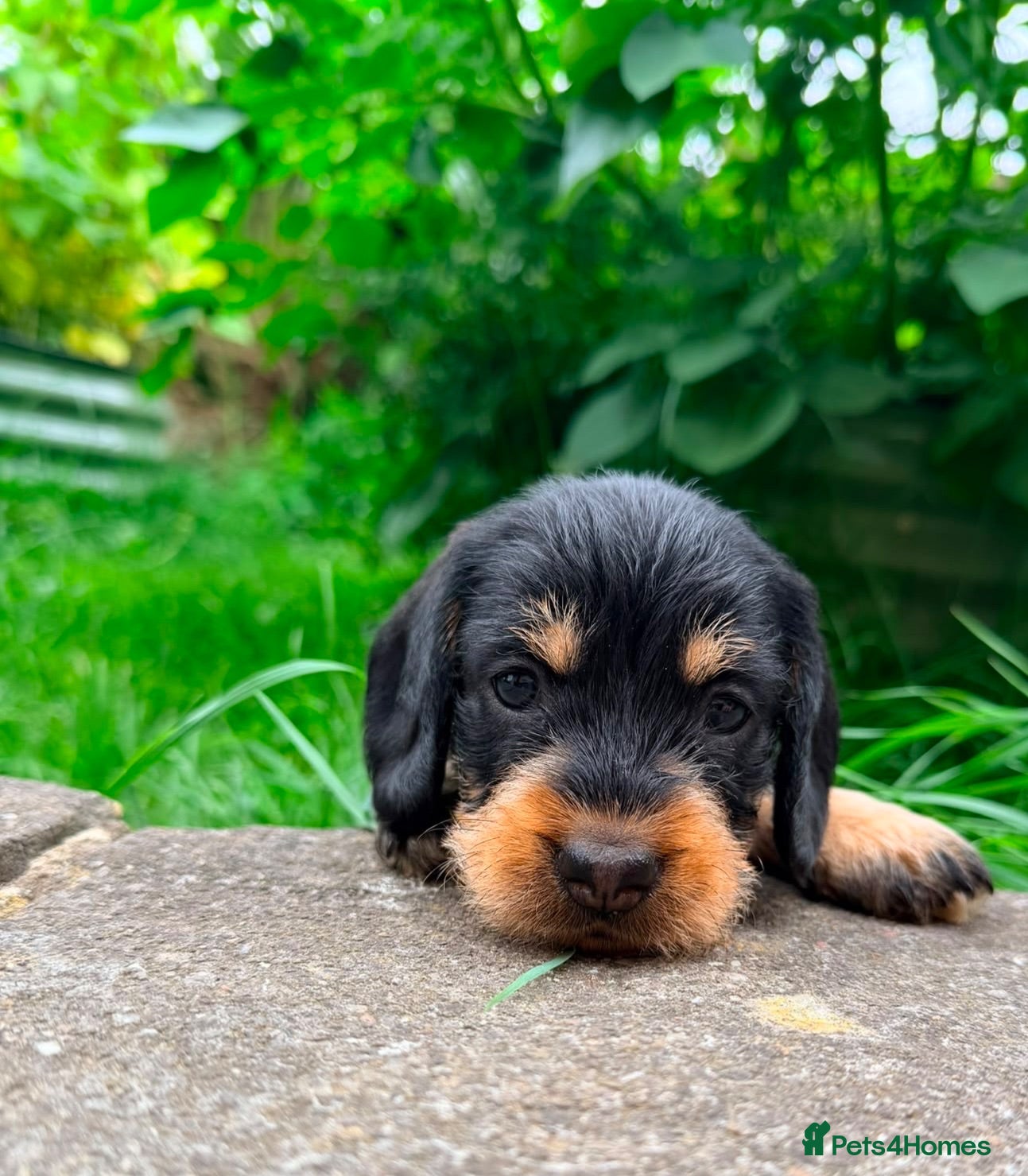 Dachshund dogs KC Registered wirehaired dachshund teckel puppies - Advert 1