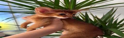 Abyssinian cats for sale: Last Girl 🎀 Ready to Go! - Advert 10