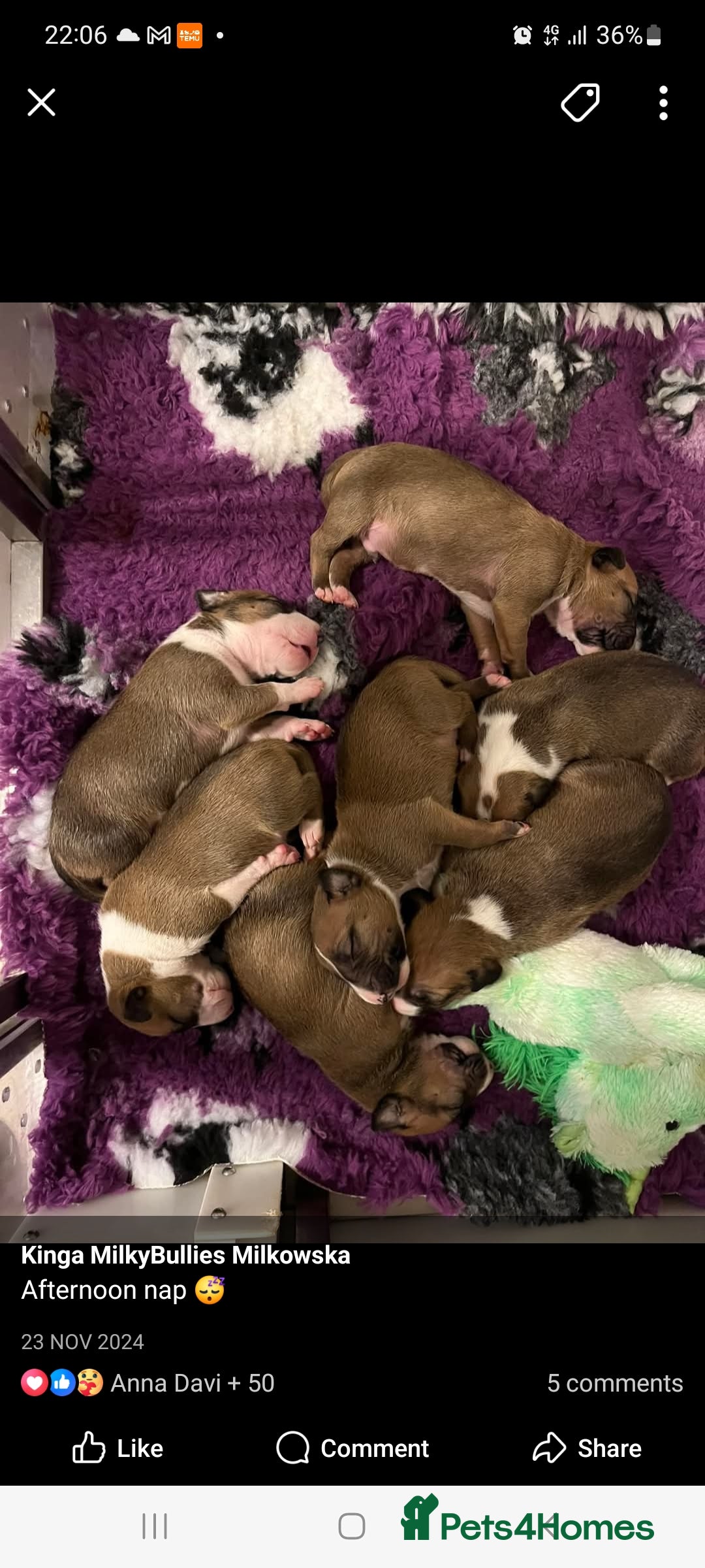 English Bull Terrier dogs for stud: Bull terrier proven stud dog  in Sheffield - Image 13