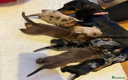 Miniature Dachshund dogs for sale: Miniature Dachshund puppies. Readying Soon! - Image 14