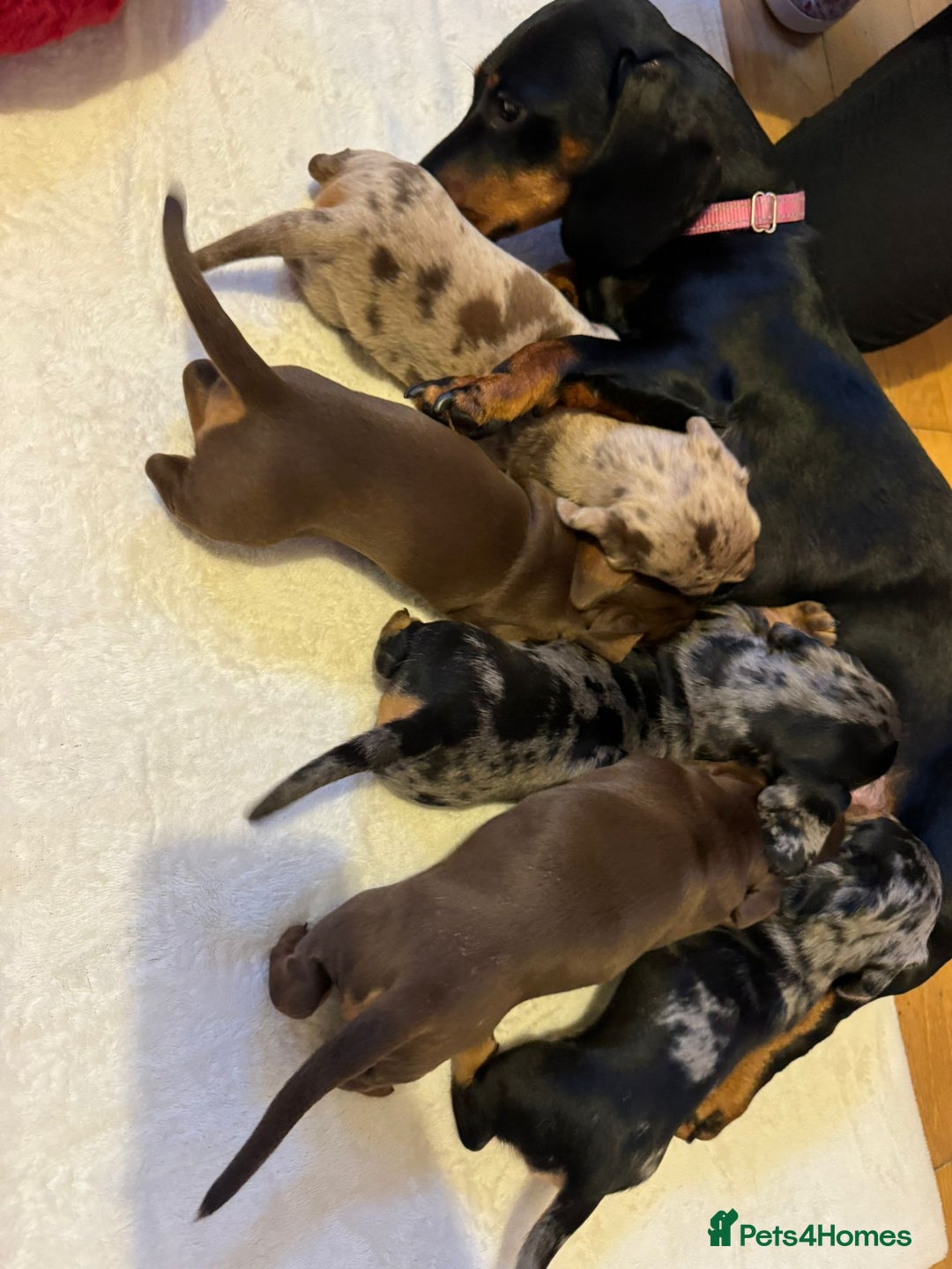 Miniature Dachshund dogs for sale: Miniature Dachshund puppies. Readying Soon! - Image 14