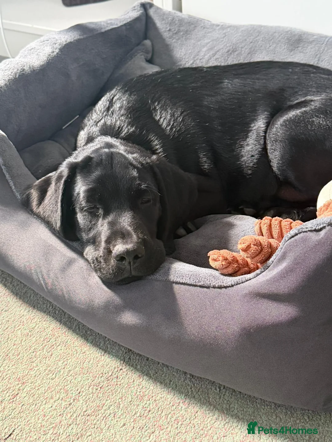 Labrador Retriever dogs for sale: Gus - one gorgeous boy available  - Advert 5