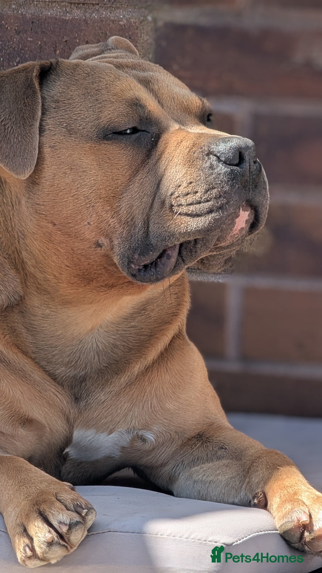 Mixed Breed dogs for sale: Beautiful pups with stunning markings  - Image 14