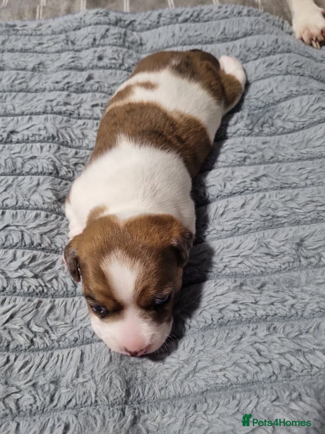 Jack Russell dogs for sale: Jack Russell X Shih Tzu Puppies - Advert 30