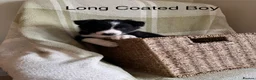 Border Collie dogs for sale: KC/ISDS Registered Beautiful Border Collie Pups - Advert 10