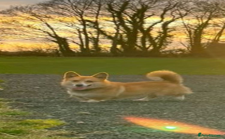 Welsh Corgi Pembroke dogs Welsh Pembroke Corgi Boy LovingFriendly & Neutered - Advert 12