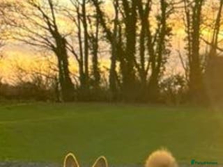 Welsh Corgi Pembroke dogs for sale: Welsh Pembroke Corgi Boy LovingFriendly & Neutered - Advert 1