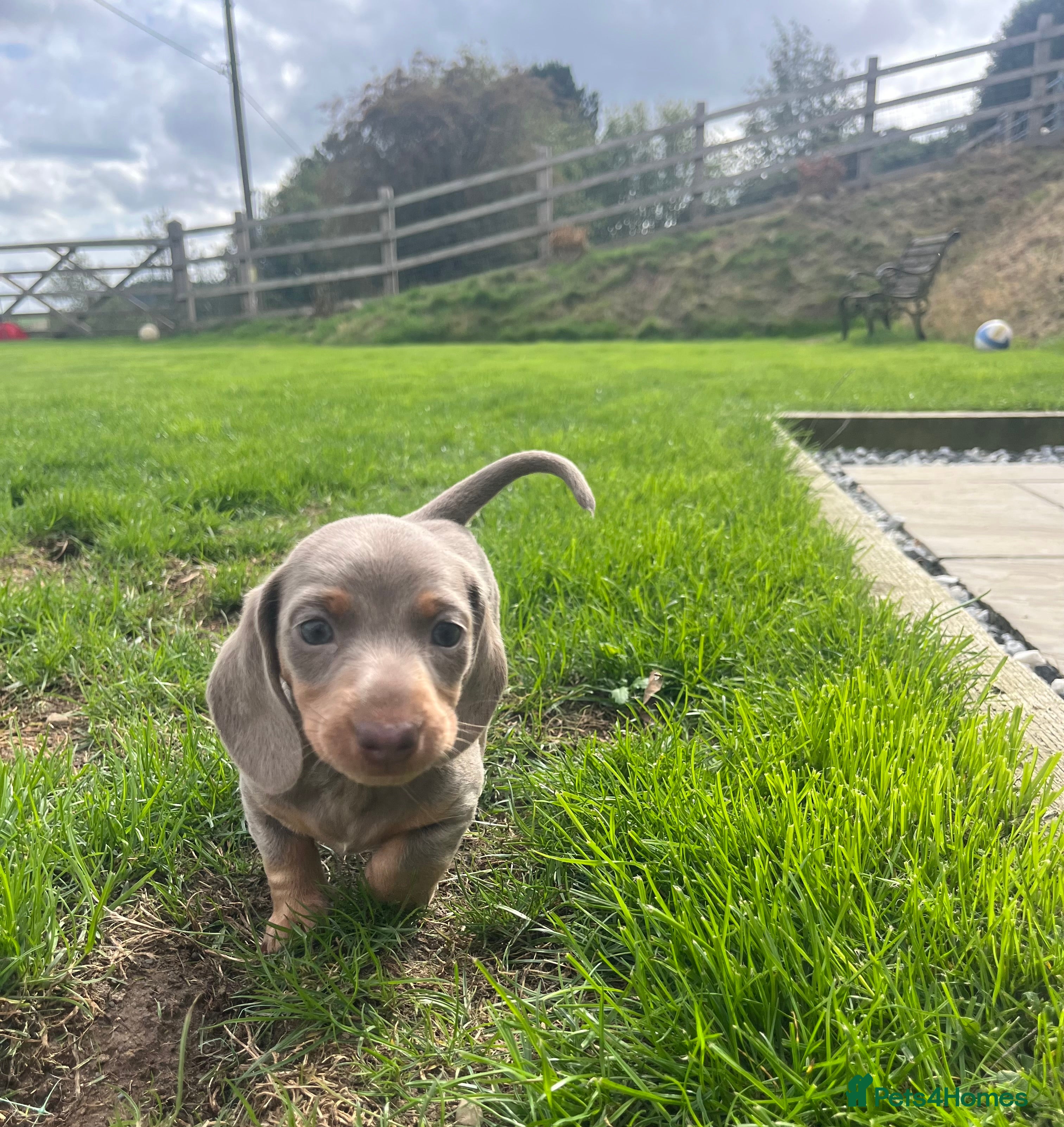 Miniature Dachshund dogs 🐶 beautiful minature dachshunds 🐶  - Advert 2